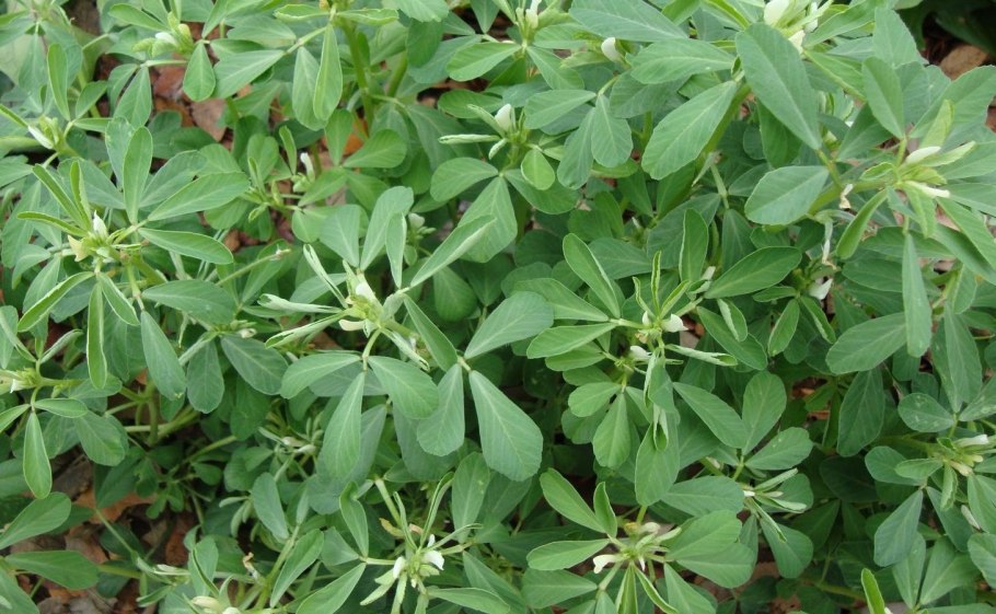 Пажитник Египетский растение