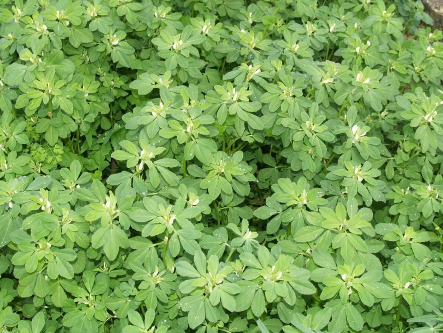 Пажитник Шамбала растение