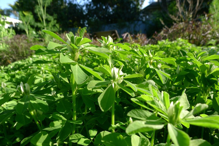 Пажитник Шамбала растение