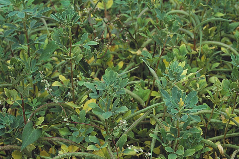 Пажитник греческий Шамбала