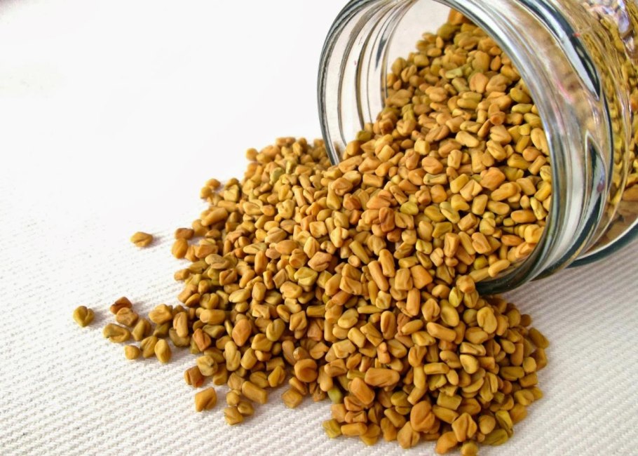 Пажитник Шамбала растение