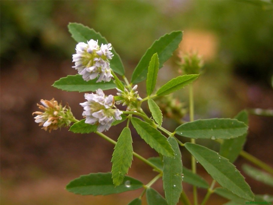 Пажитник Сенной Шамбала