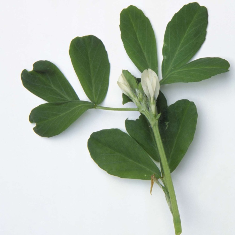 Пажитник голубой Trigonella caerulea