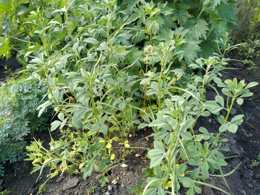 Пажитник Сенной Шамбала