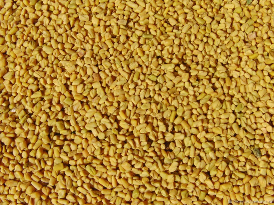 Шамбала специя пажитник