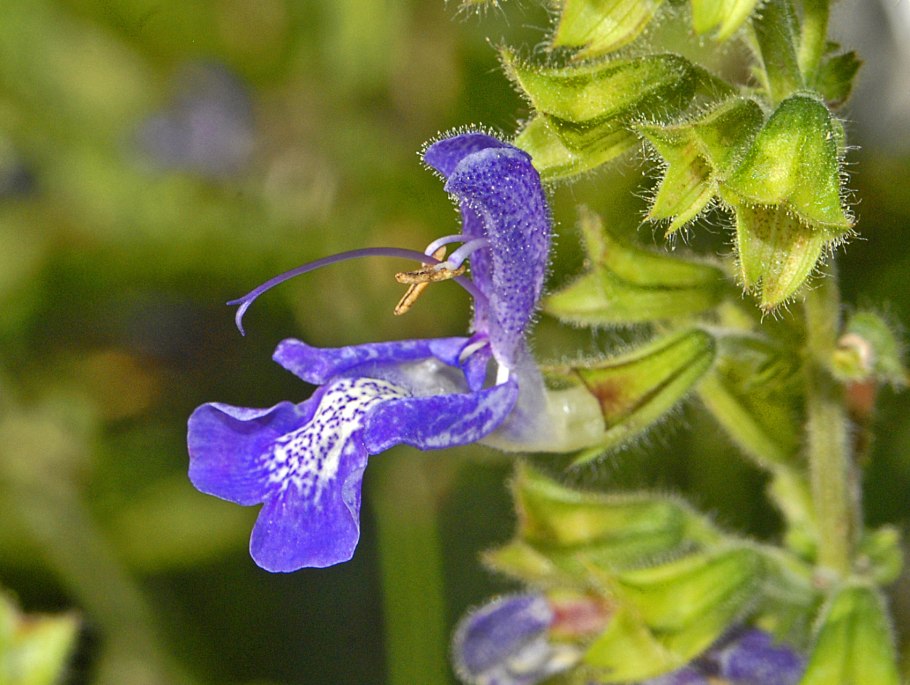 Губоцветные (Lamiaceae)