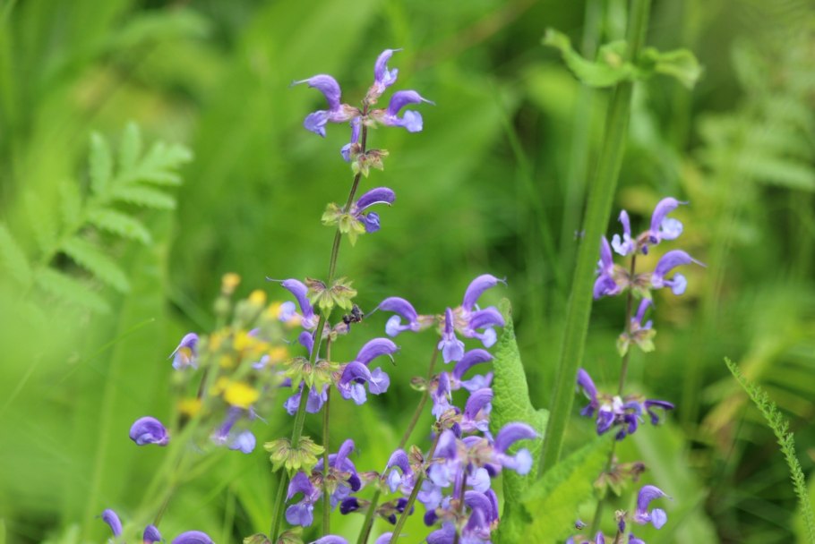 Губоцветные (Lamiaceae)