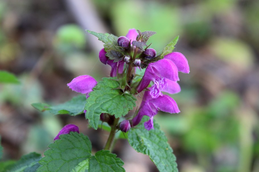 Шалфей Крымский Степной