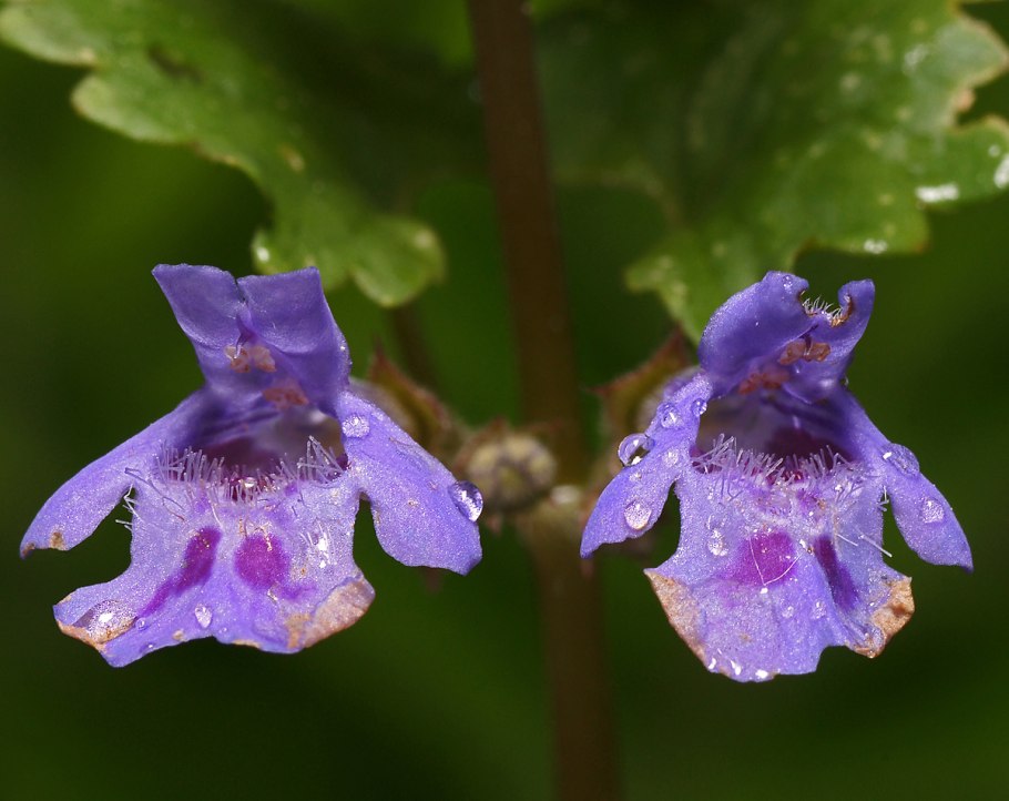 Губоцветные (Lamiaceae)