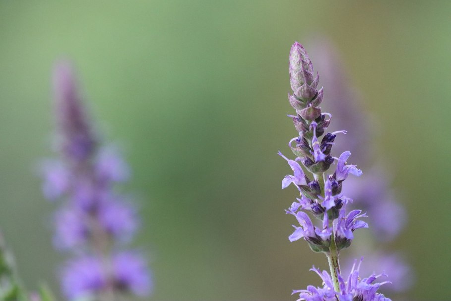 Яснотковые Lamiaceae