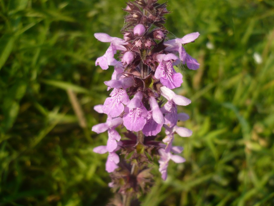 Чистец болотный сорняк