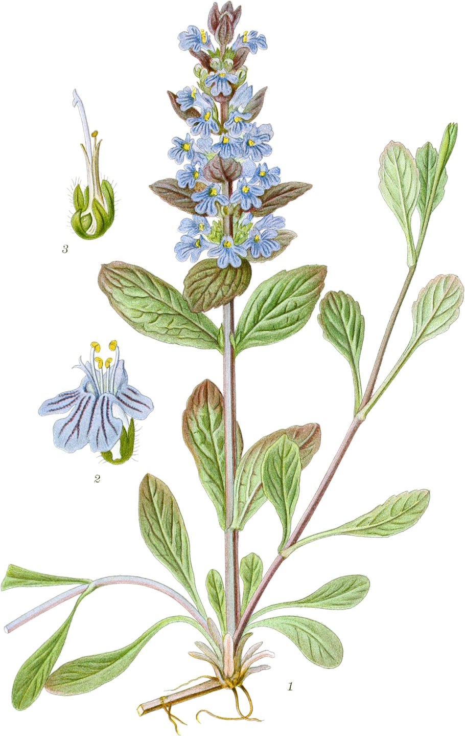 Шалфей короткоцветковый