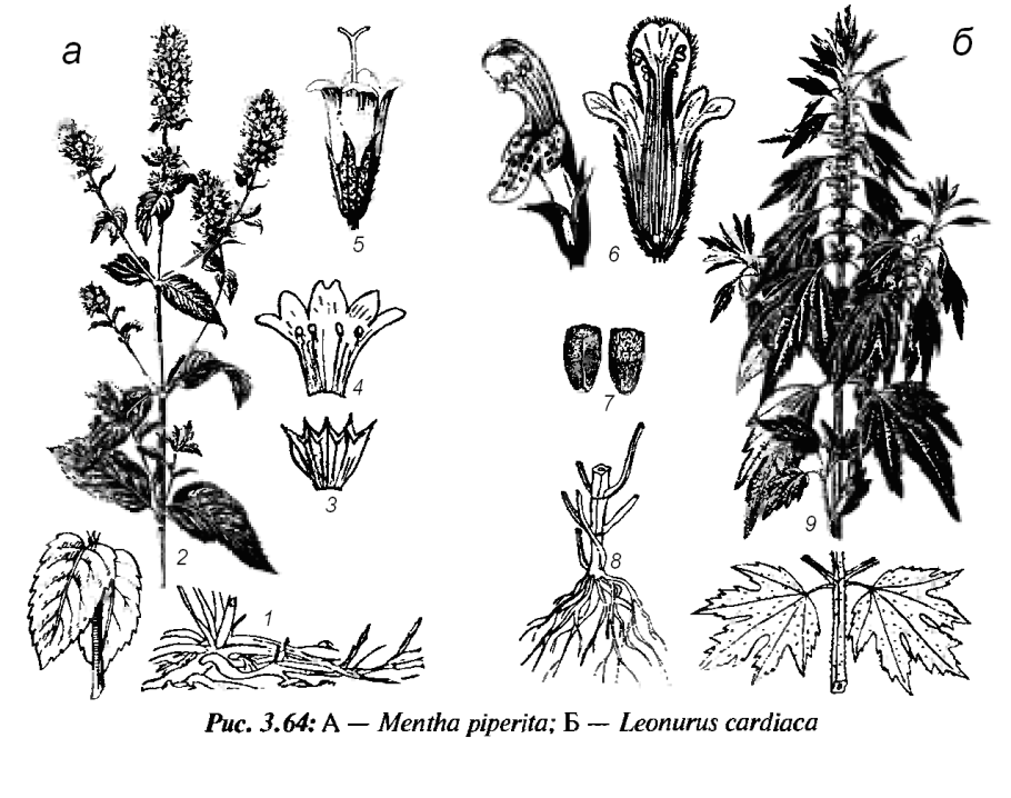 Двугубый венчик растения