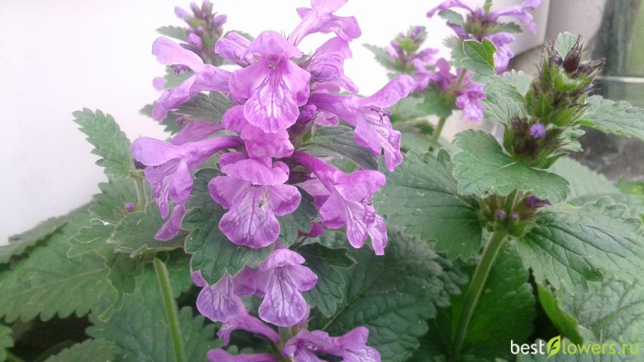 Змееголовник тимьяноцветный