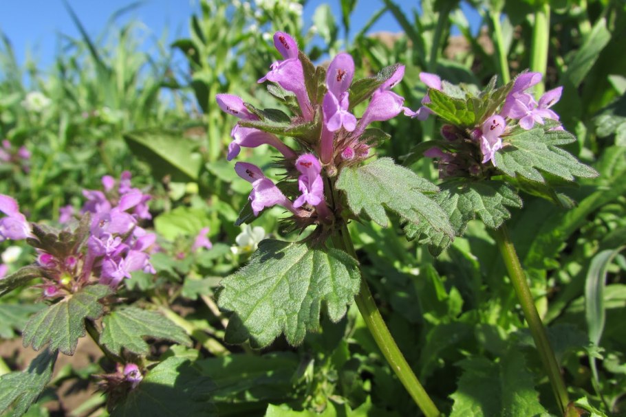 Плоды губоцветных