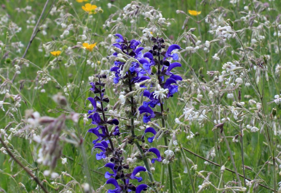 Lamiaceae Lindl.– Яснотковые.