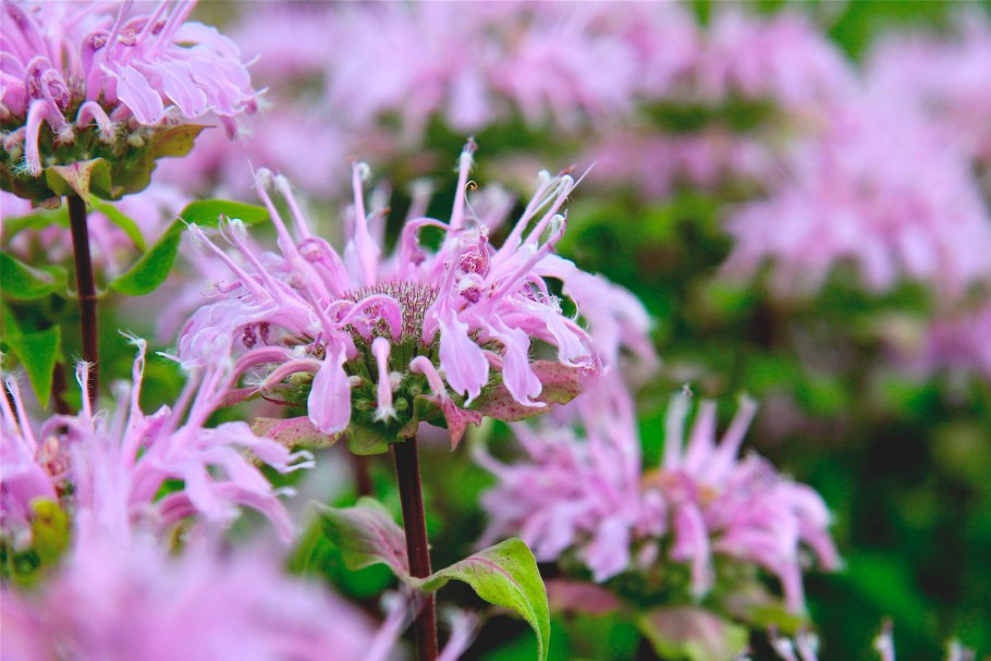 "Шалфей Таёжный"