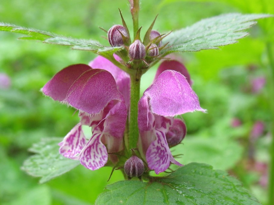 Яснотковые шалфей