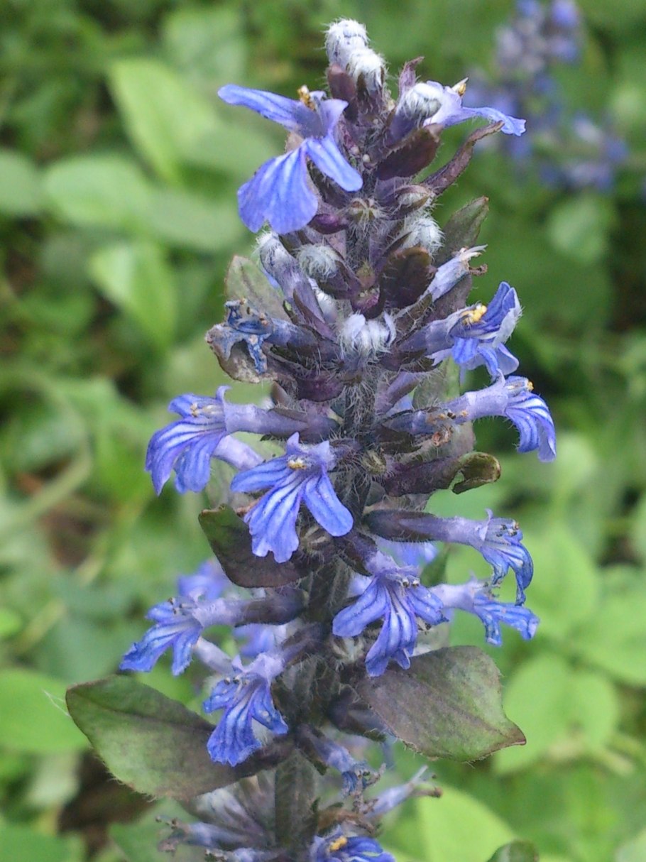 Яснотка Плантариум