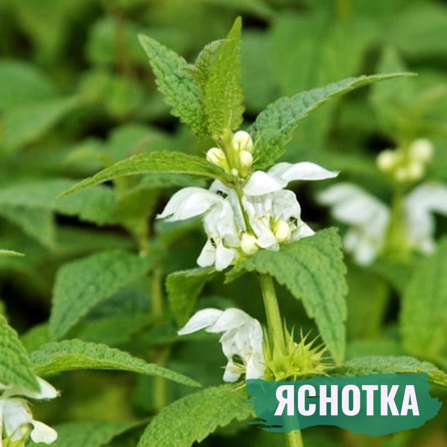 Яснотковые шалфей