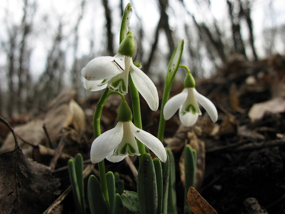 Подснежник кавказский – Galanthus caucasicus (Baker) Grossh