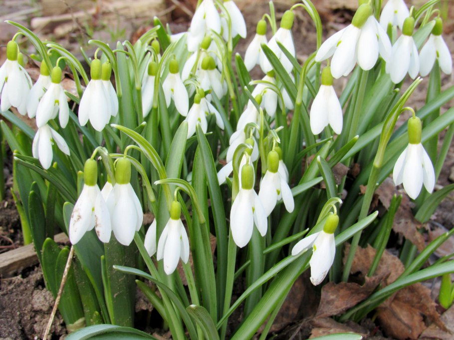 Подснежник кавказский Galanthus caucasicus