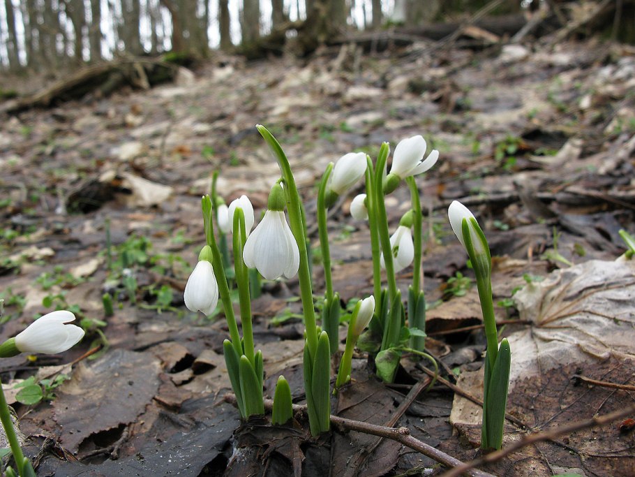 Подснежник кавказский – Galanthus caucasicus (Baker) Grossh