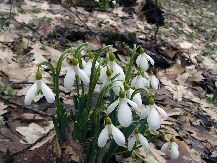 Подснежник узколистный
