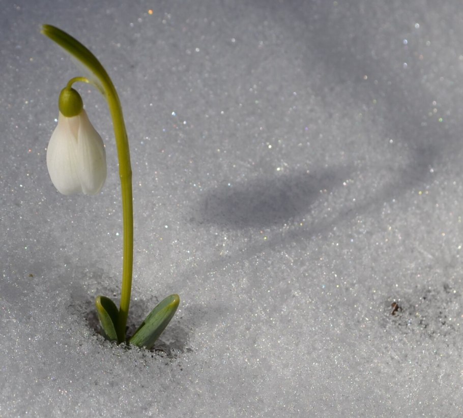 Подснежник Галантус кавказский