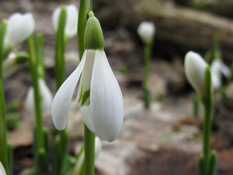 Галантус кавказский