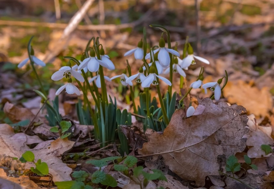 Подснежник Галантус