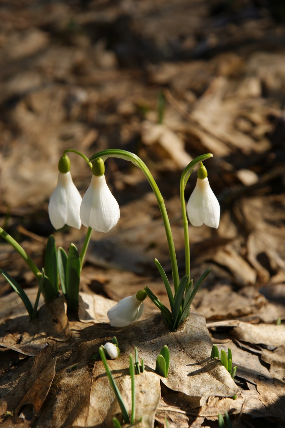 Подснежник складчатый эндемик Крыма