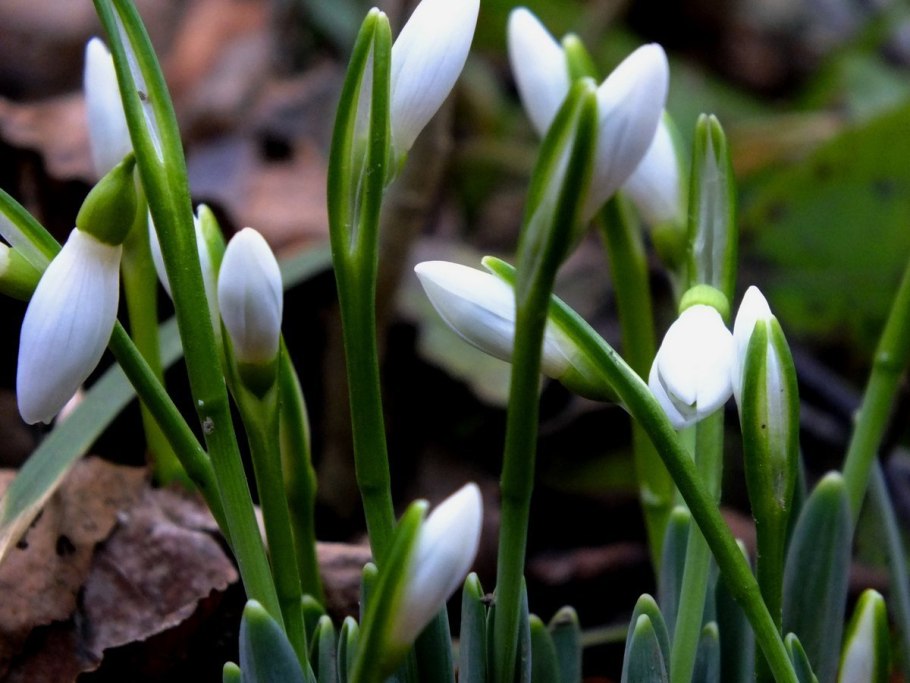 Галантус кавказский