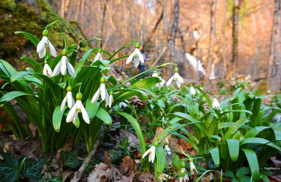 Подснежник на пригорке