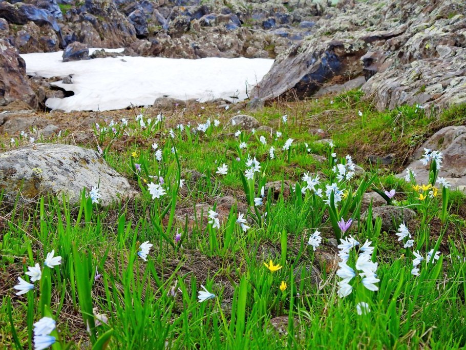 Первоцветы Крыма Подснежник складчатый