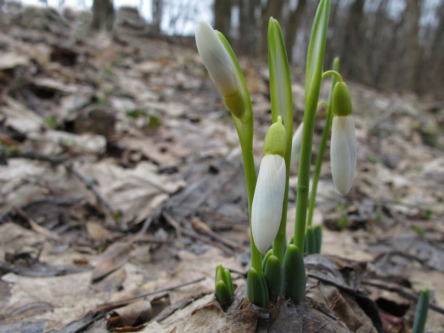 Подснежник кавказский Galanthus caucasicus