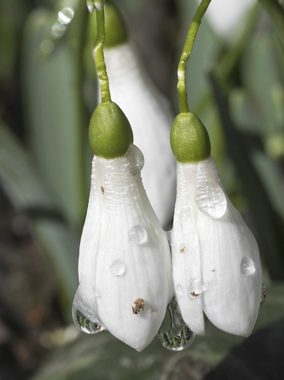 Арнотт "Подснежник"