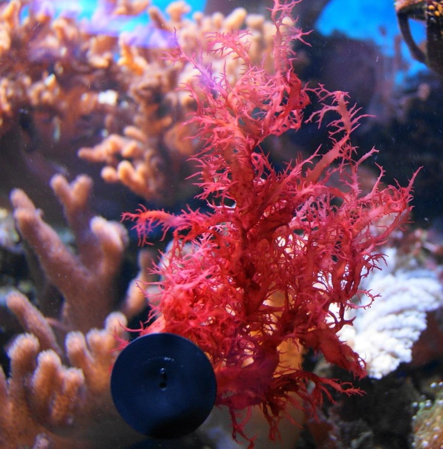 Бациллариофициевые водоросли Средиземное море