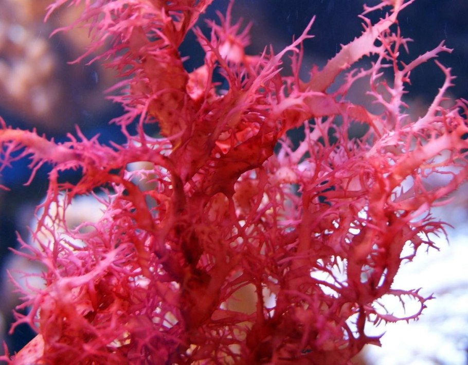 Гелидиум водоросль