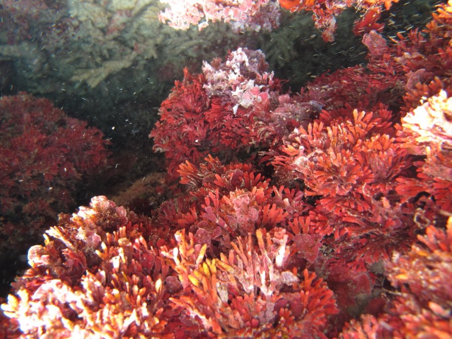 Водоросли Каньо Кристалес