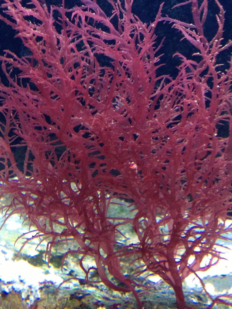 Флора Баренцева моря