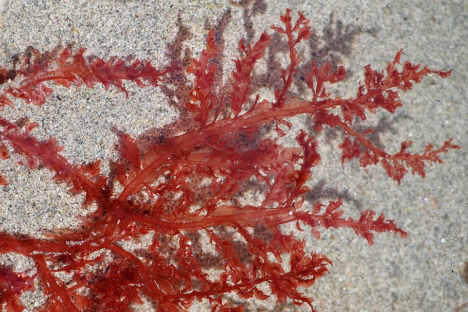 Красное море цветение водорослей