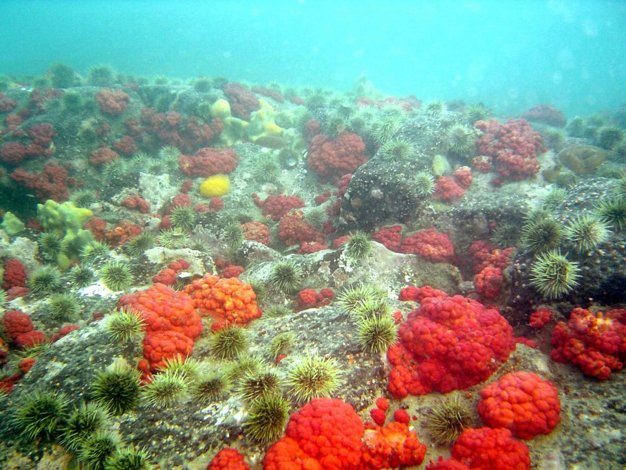 Бангиевые водоросли