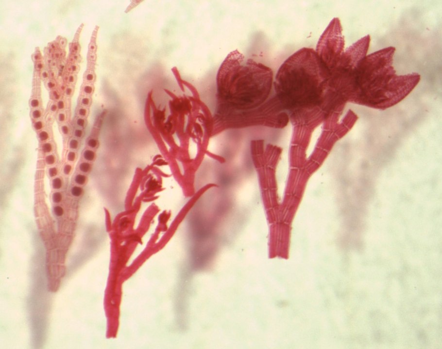 Порфира Филлофора