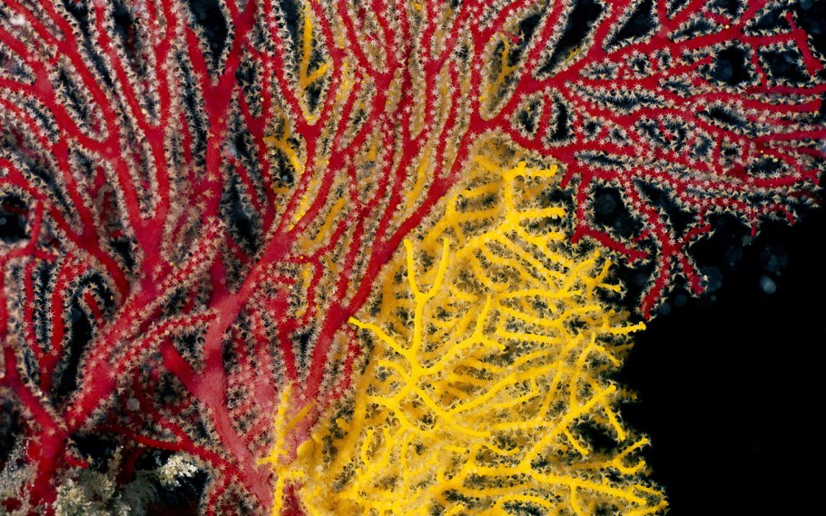 Коралловые полипы красный коралл