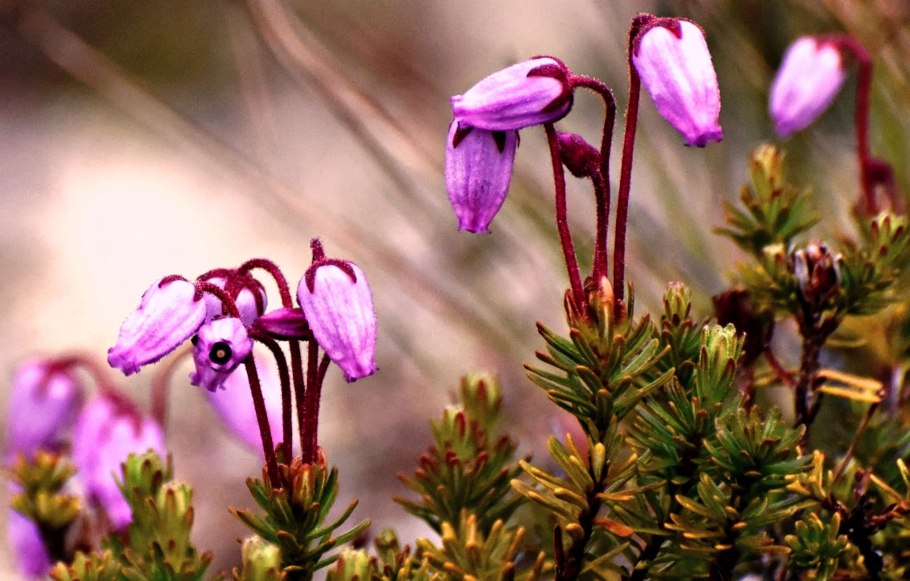 Phyllodoce groenlandica