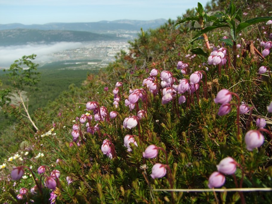 Филлодоце Ерниковая