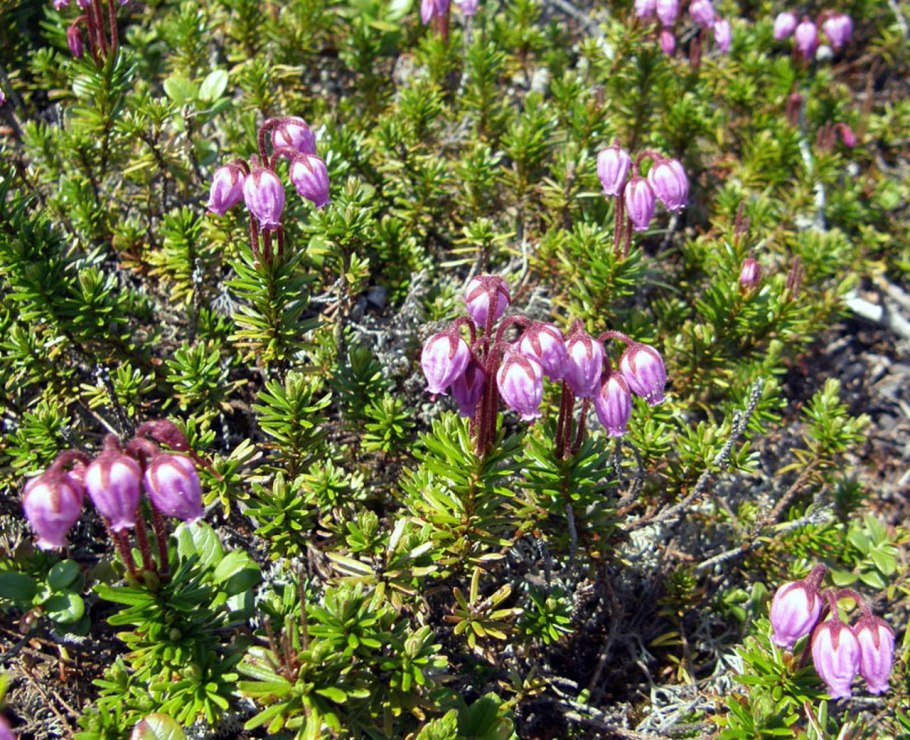 Филлодоце Камчатская