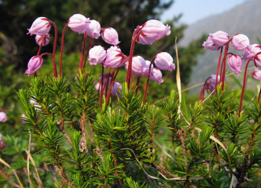Филлодоце голубая (Phyllodoce caerulea)