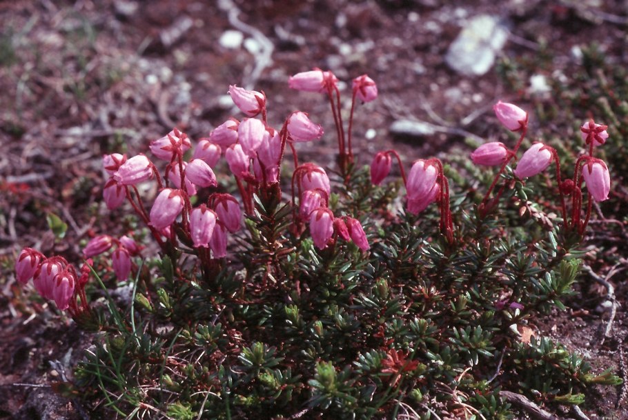 Филлодоце сизая